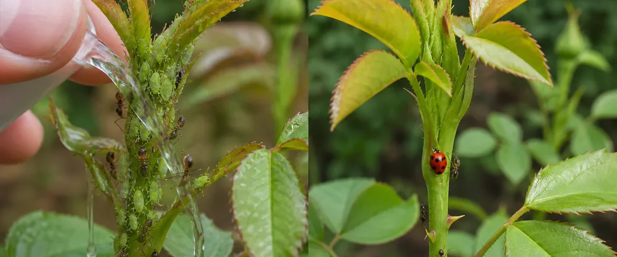 Photorealistic before-and-after rose close-up with a hand rinsing realistic green aphids from curled buds while ants travel on the stem before clean new growth opens with lady beetles nearby and the ant route interrupted