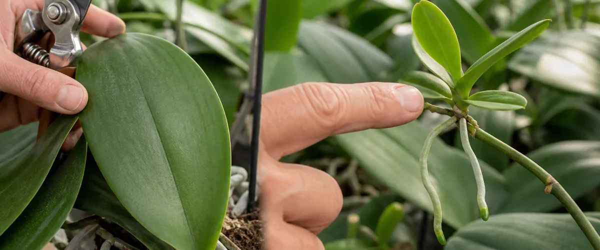Photorealistic before-and-after orchid propagation scene with a hand pausing before cutting a healthy leaf alone and then pointing to a genuine rooted keiki with leaves and a viable growth point