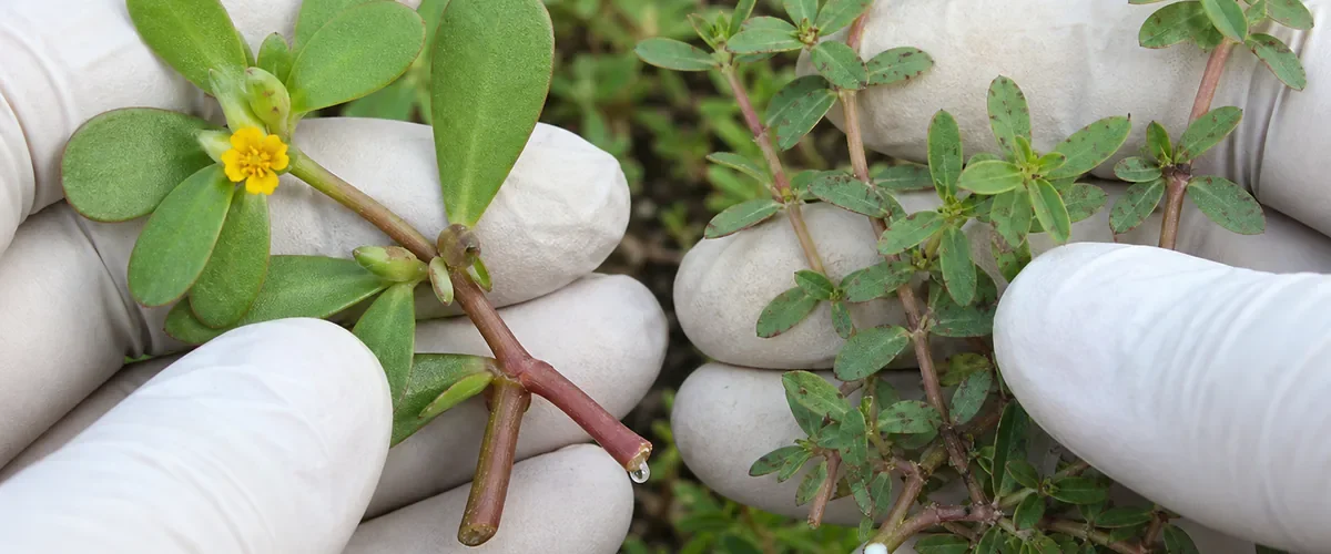 Photorealistic plant identification comparison with a gloved hand examining true fleshy red-stemmed purslane with clear moisture before separating it from a similar low spurge releasing unmistakable white milky sap